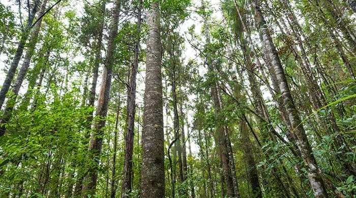 background image of kauri forest